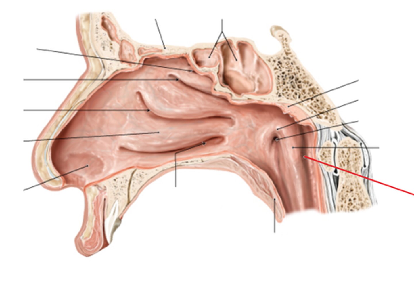 <p>a groove between salpingopharyngeal fold and <br>posterior wall of nasopharynx</p>