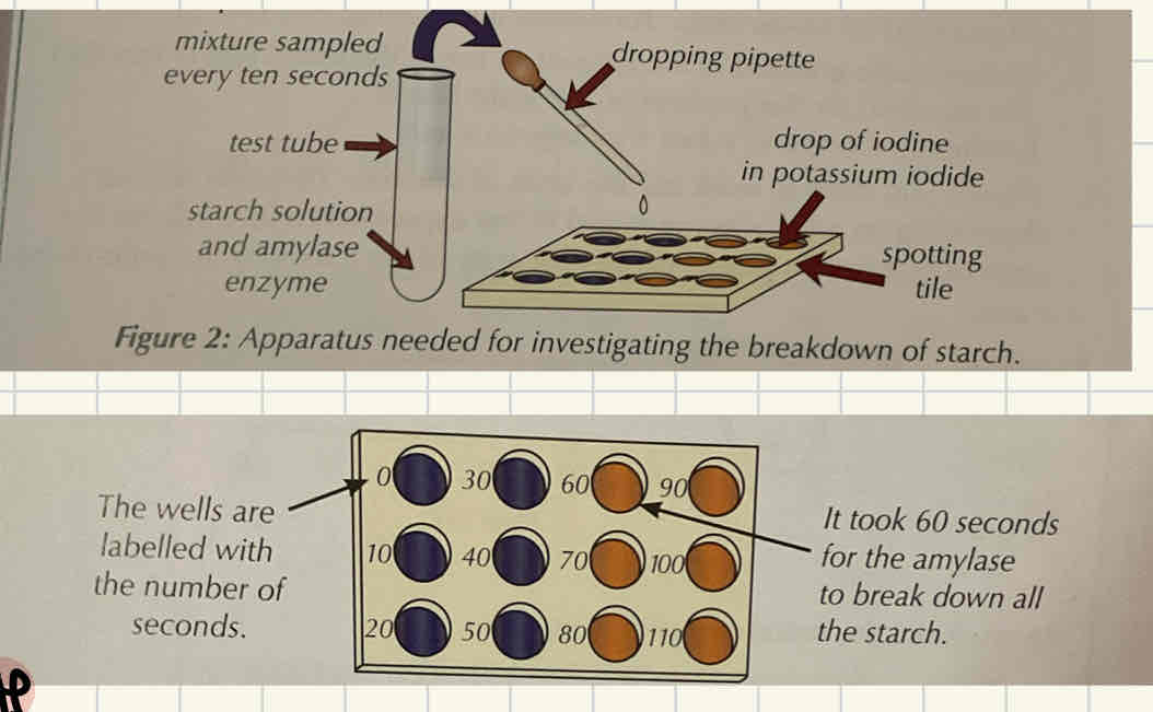 <ol><li><p>Drop an indicator (for example, potassium iodide) into each well and label each well per 10s</p></li><li><p>Mix concentrations of enzyme and substrate together with pH buffer and drop this in every 10 seconds into the appropriate well.</p></li><li><p>Record changes when observing the colour to see when the substrate is no longer present.</p></li><li><p>Repeat 3x to calculate mean.</p></li></ol>