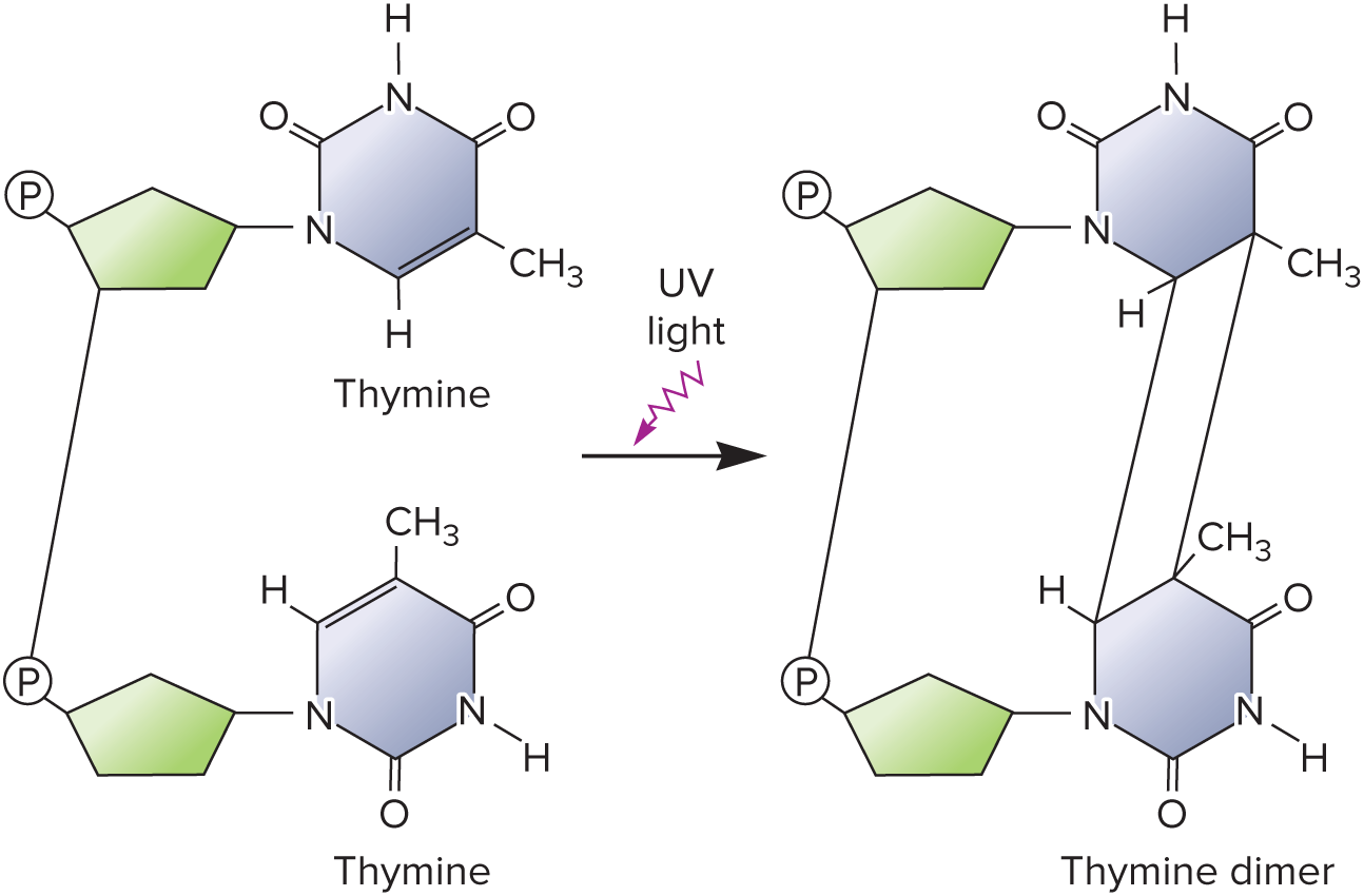 <p>Ultraviolet radiation will generate ( ) between two thymine bases on the same strand, irreversibly impairing the DNA strand and making it unable to replicate.</p>