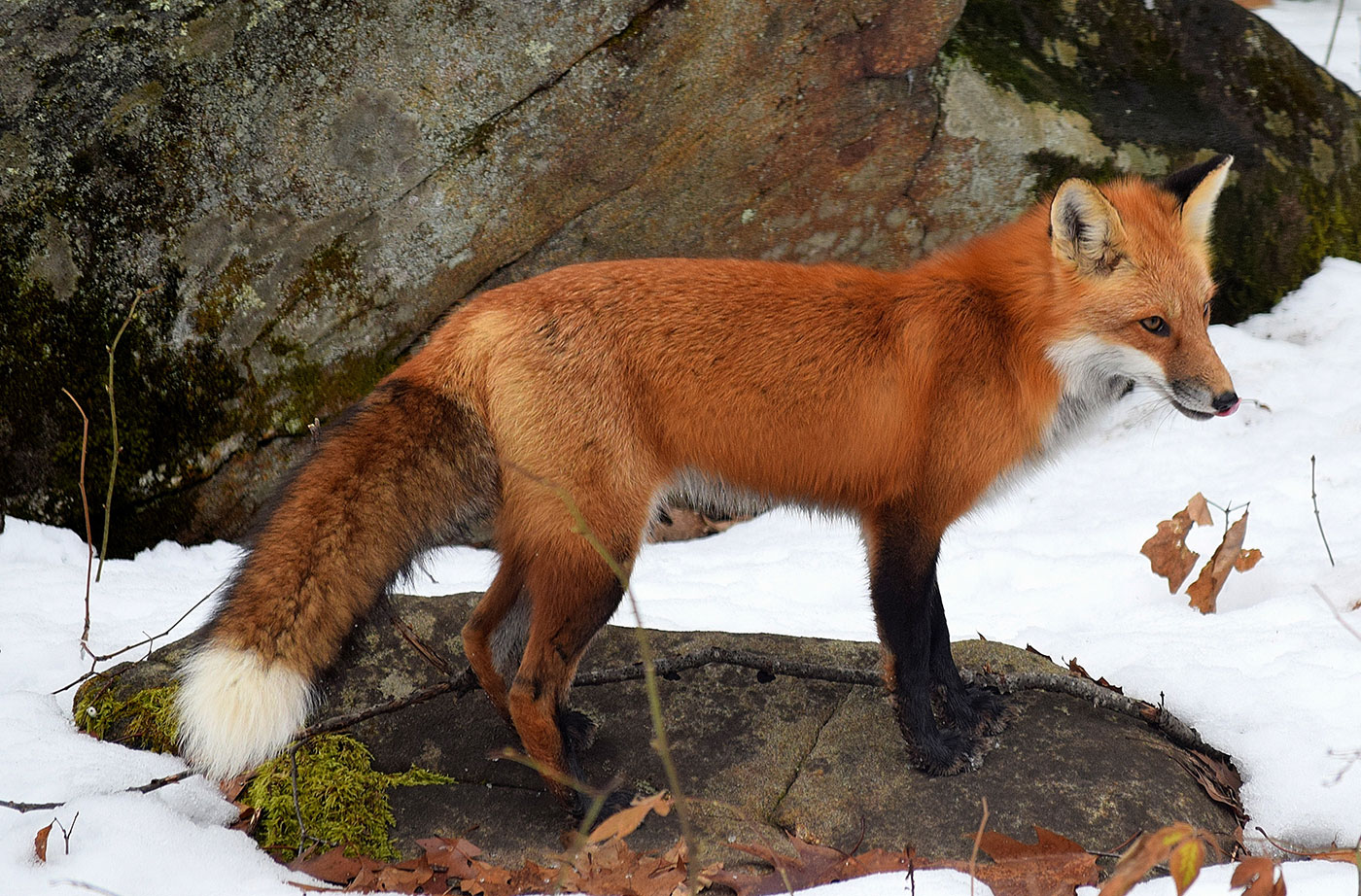 <p>Family Canidae</p><p>Red fox: White tipped tail. Red coat. Black legs</p>