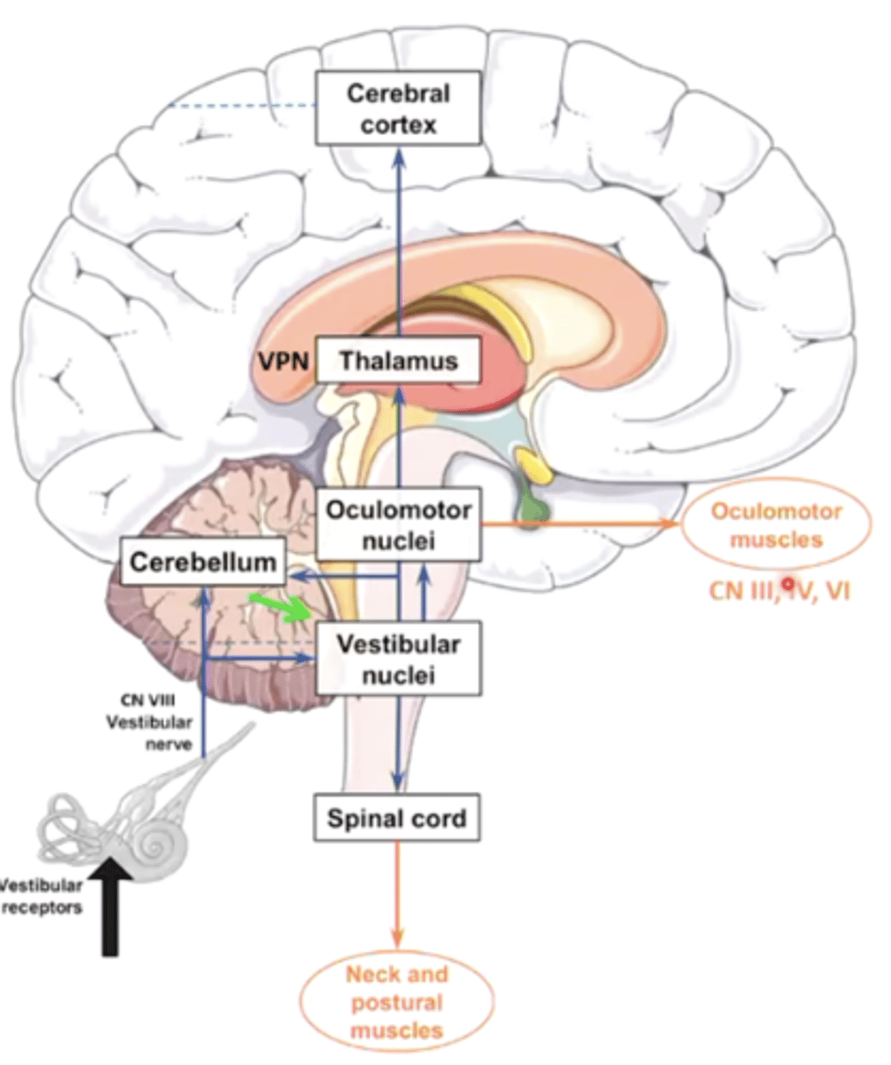 <p>1. CN VIII projects to the vestibular nuclei and the cerebellum</p><p>2. cerebellum provides feedback back to vestibular nuclei</p><p>3. vestibular nuclei project upwards to oculomotor nuclei</p><p>4. information sent to oculomotor muscles to maintain a steady gaze as we move our head </p>