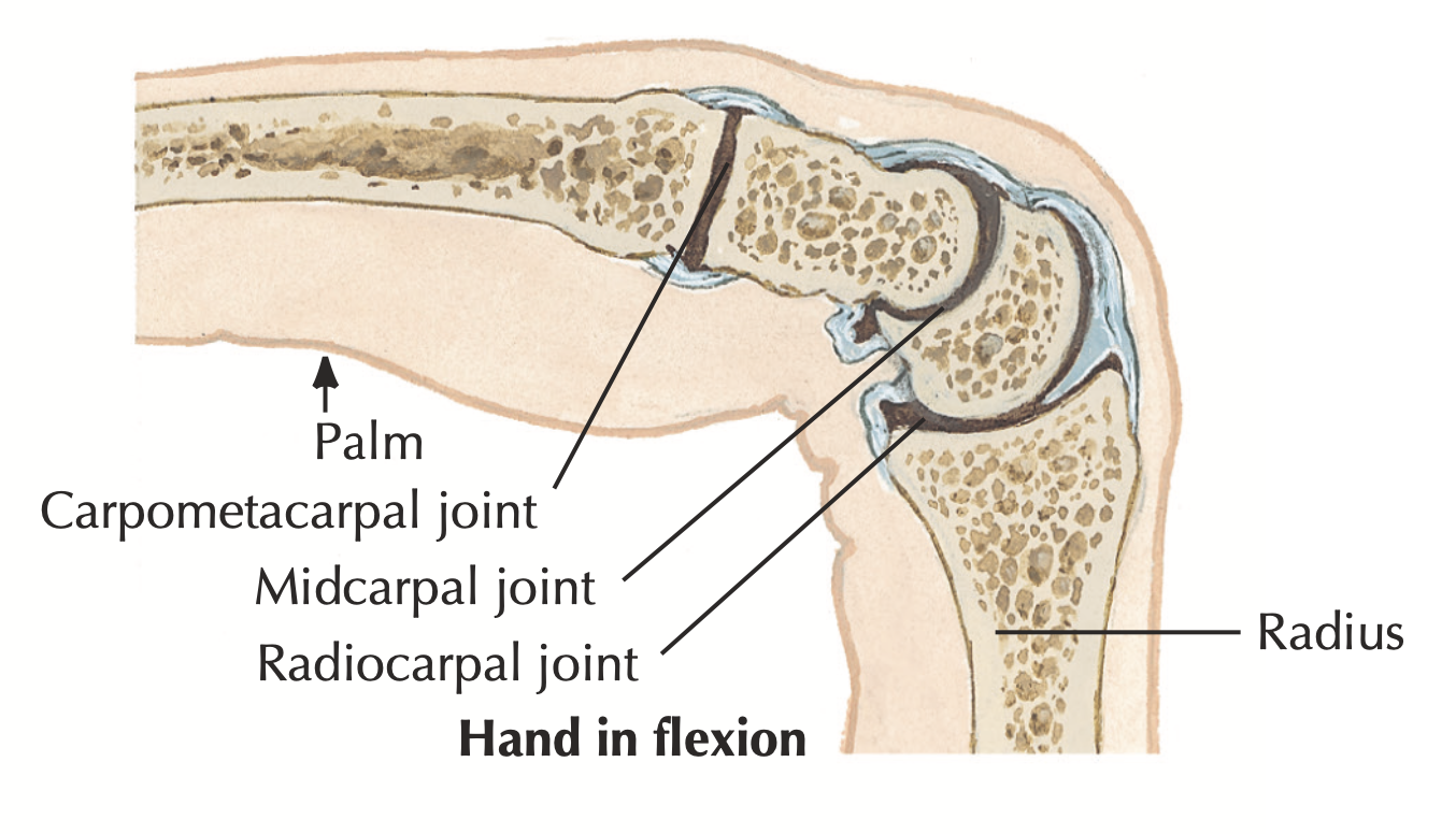 <p>Carpometacarpal joint</p>