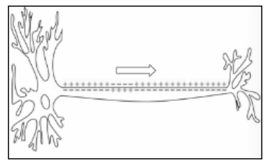 <p>58. Which neural process is shown above?</p><p>(A) Action Potential</p><p>(B) Reuptake</p><p>(C) Synaptic Transmission</p><p>(D) Synaptic Pruning</p>