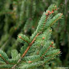 <p>Norway spruce </p>