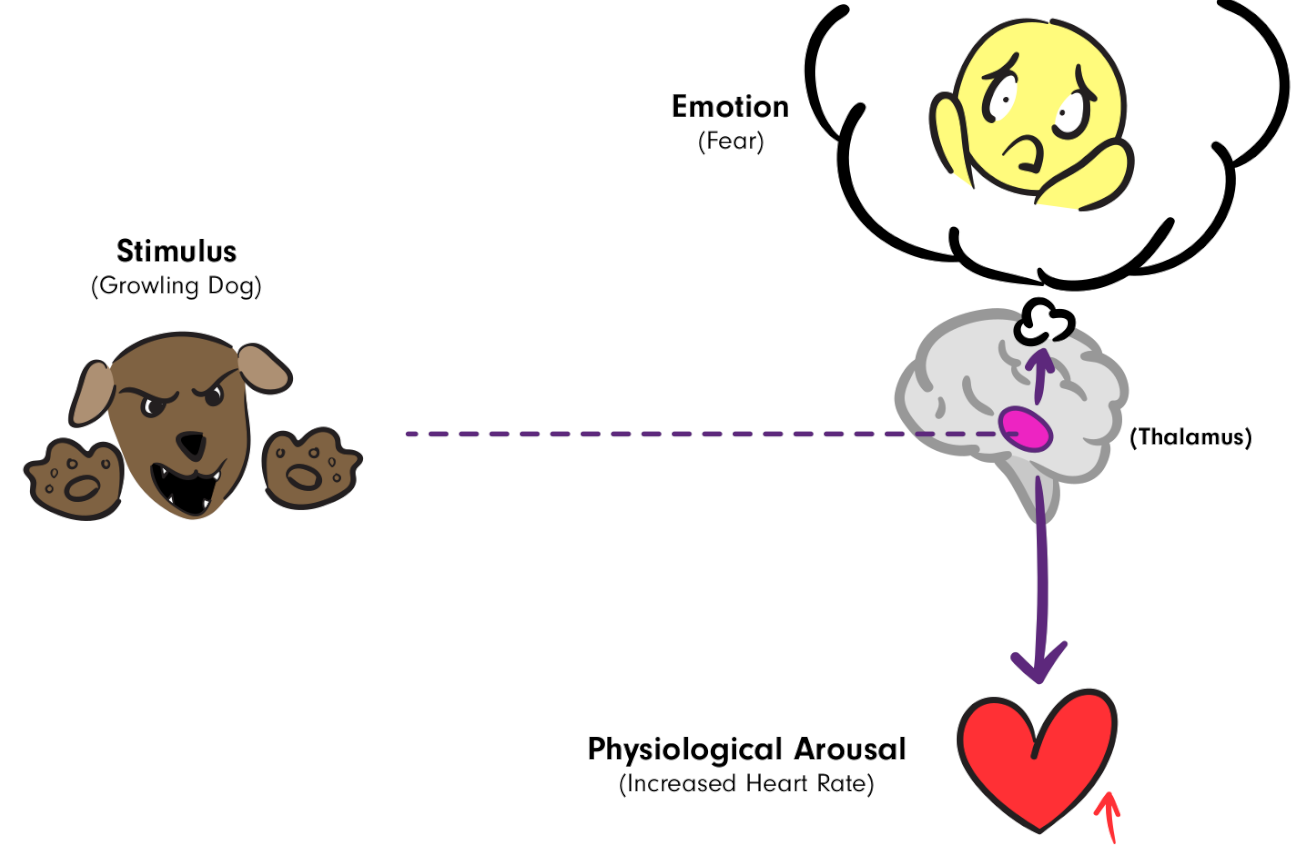 <p>emotions and bodily responses both occur simultaneously due to how parts of the brain process information </p>