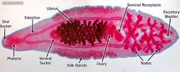<p>Phylum+Class?</p>