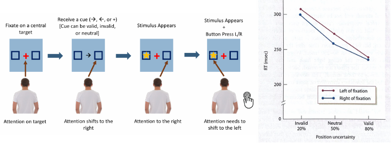 <p>How does directing attention to a specific location affect detection and reaction time, according to Posner’s 1980 study?</p>
