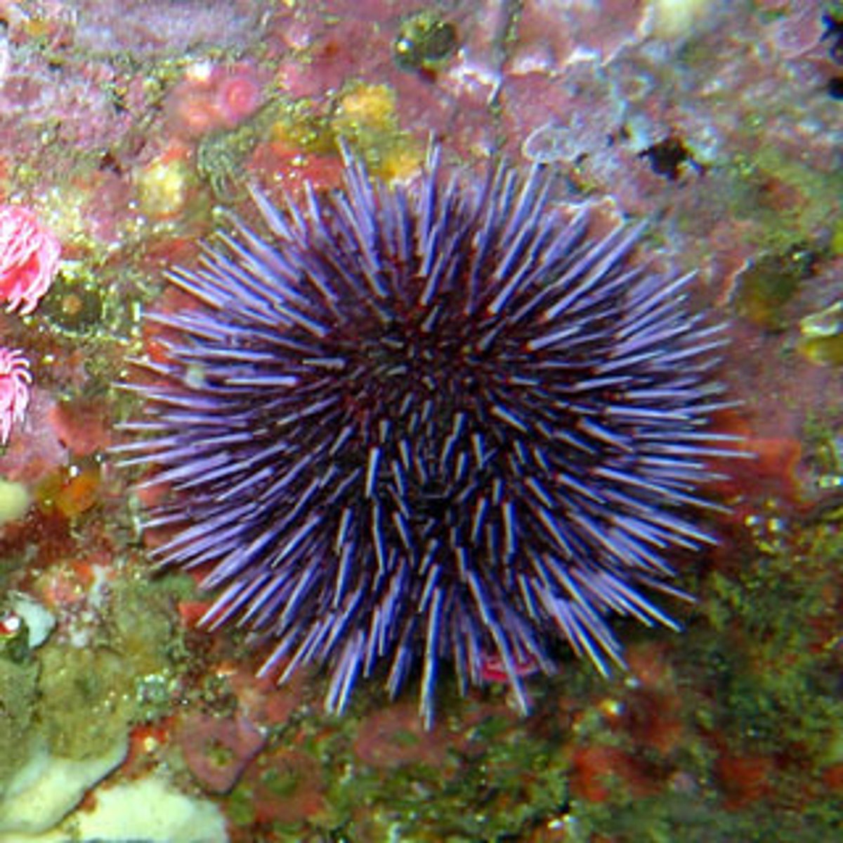 <p>Class: Echinoidea<br>Test: Hard exoskeleton that encloses body<br>Benthic on sand or hard surfaces<br>Have movable spines<br>Regular (radial): Spherical body with long spines (E.g. sea urchins)<br>Irregular (bilateral): Not spherical &amp; have short spines (E.g. sand dollar)</p>