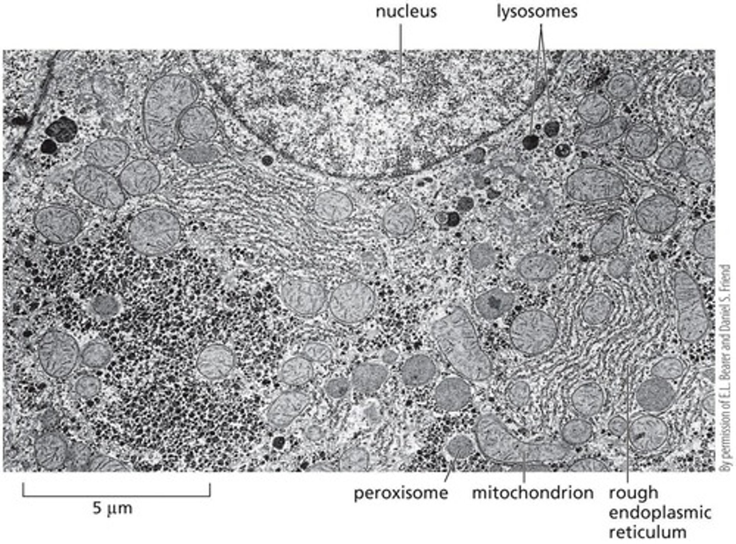 <p>Intracellular degradation</p>