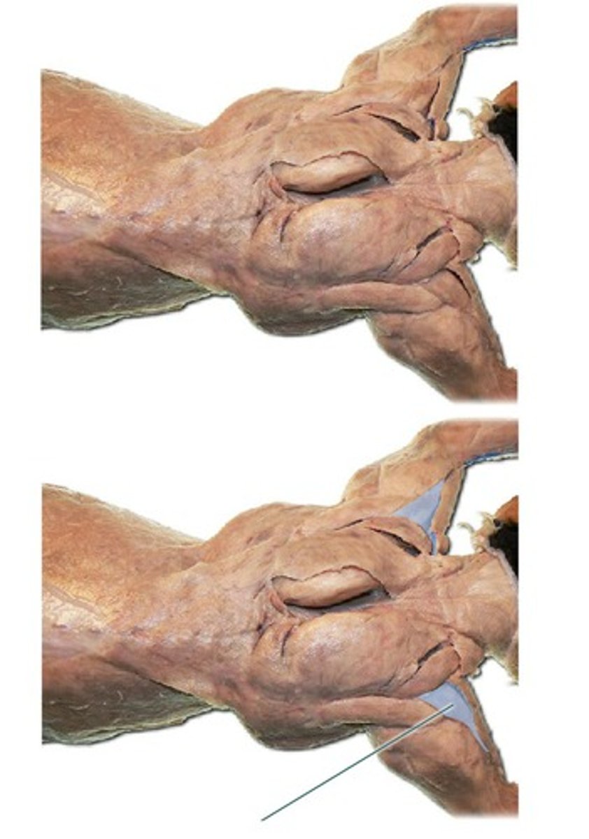 <p>-short, thick muscle</p><p>-originates- at acromion process of scapula</p><p>-inserts- proximal end of humerus</p><p>-function: raises and rotates humerus</p>