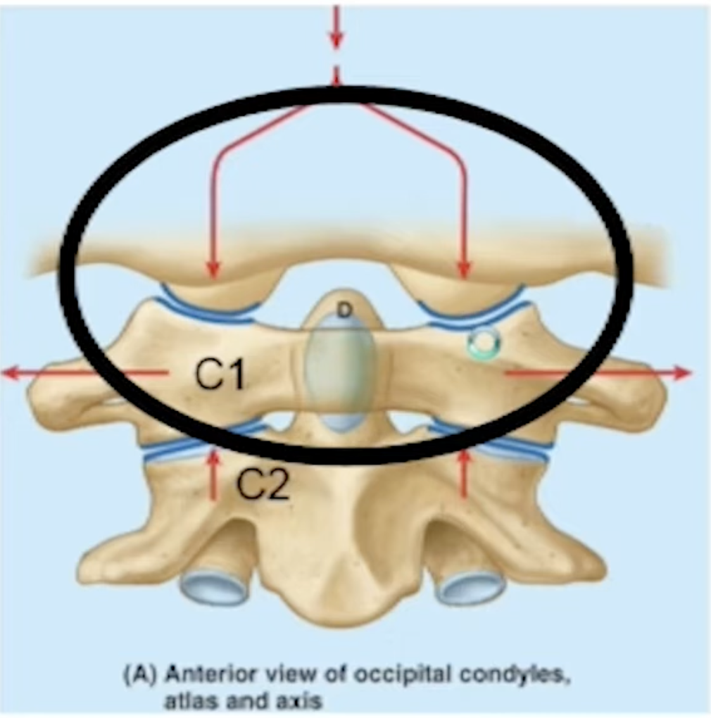 <ul><li><p>Between the skull and C1</p></li><li><p>Synovial</p></li><li><p>Involves two enlarged codyloid joints (for weight bearing)</p></li><li><p>There are two superior facets of C1 and the occipital condyles on the inferior aspect of the skill and they sit on top of the facets of C1</p></li><li><p>Major movement is flexion and extension. The condyles can easily rock forwards and backwards</p></li></ul><p></p>