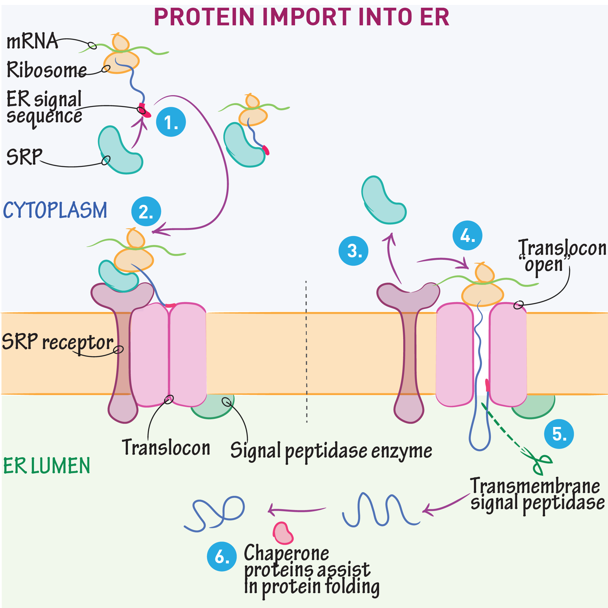 <p>The internal space of the endoplasmic reticulum where soluble proteins are folded and modified.</p>