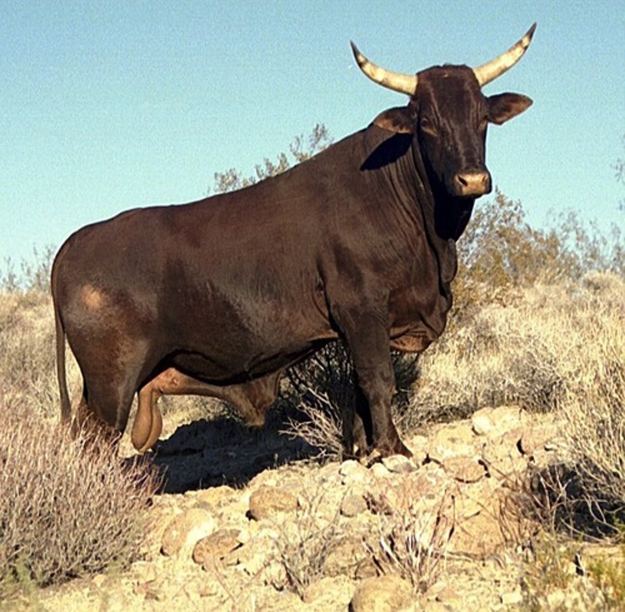 <p>the bull</p>