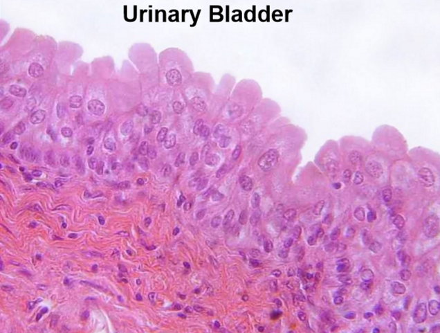 <p>What type of epithelium is this?</p>