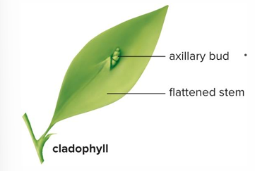 <p>Flattened leaf-like stems. EX: greenbriers, some orchids, prickly pear cactus</p>
