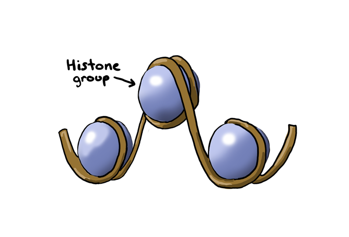 <p>A type of protein that packages chromosomes.</p>