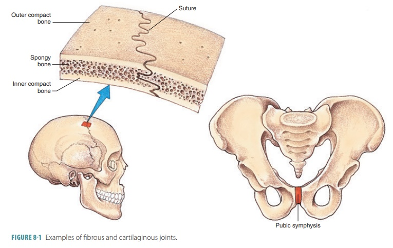 <p>Joint which contain no synovial cavity and are held together by irregular tissue </p>