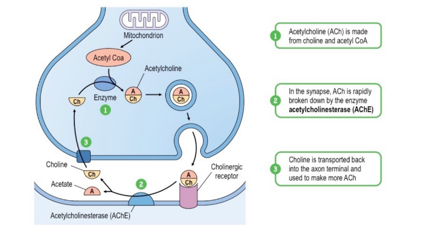 Acetylcholine is a neurotransmitter that activates a post-synaptic cell by binding to one of two classes of specific receptor (nicotinic or muscarinic) 

* Acetylcholine must be continually removed from the synapse, as overstimulation can lead to fatal convulsions and paralysis 
* Acetylcholine is broken down into its two component parts by the synaptic enzyme acetylcholinesterase (AChE) 
  * AChE is either released into the synapse from the presynaptic neuron or embedded on the membrane of the post-synaptic cell 
  * The liberated choline is returned to the presynaptic neuron where it reforms acetylcholine