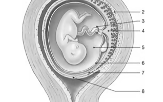 <p><span>Identify the structure labeled "5."</span></p>