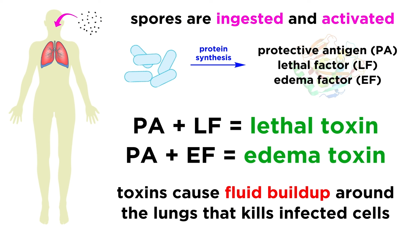 <ul><li><p><strong>EF:</strong> Increases intracellular cAMP, causing edema.</p></li><li><p><strong>LF:</strong> Activates macrophages, leading to cytokine storm, apoptosis, and tissue necrosis.</p></li></ul><p></p>