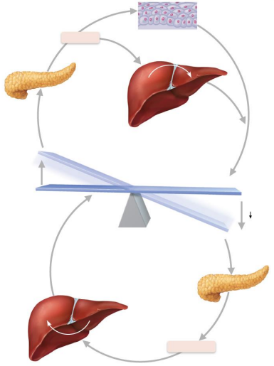 <p>Explain insulin and glucagon antagonism using the diagram as a guide</p>