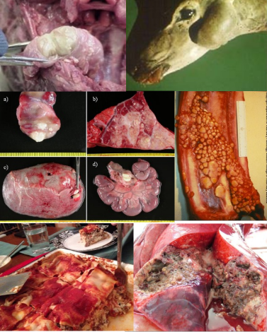 <p>most infected animals appear healthy, signs may not be noticed, chronic, progressive, disease </p><p>signs commonly include fever, chronic, progressive, emaciation, dyspnea, swollen lymph nodes </p><p>tuberculous lesions appear yellow caseous/necrotic areas in greyish fibrous nodules</p><p>no practical treatment</p>