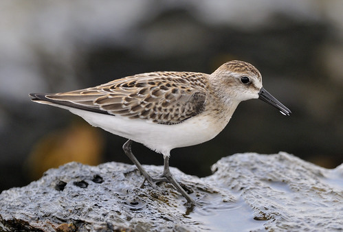 <p>Calidris pusilla</p>