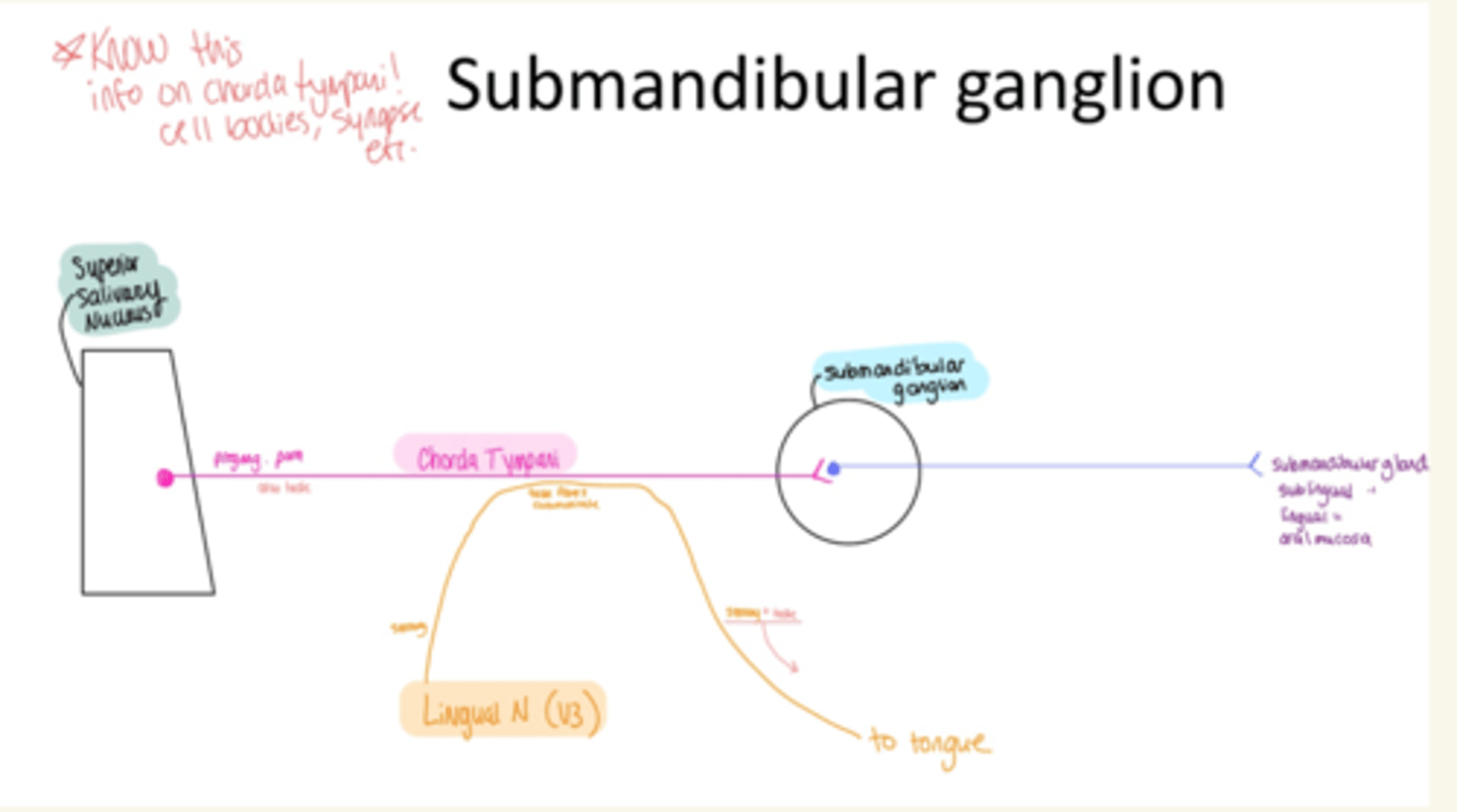 <p>submandibular ganglion</p>