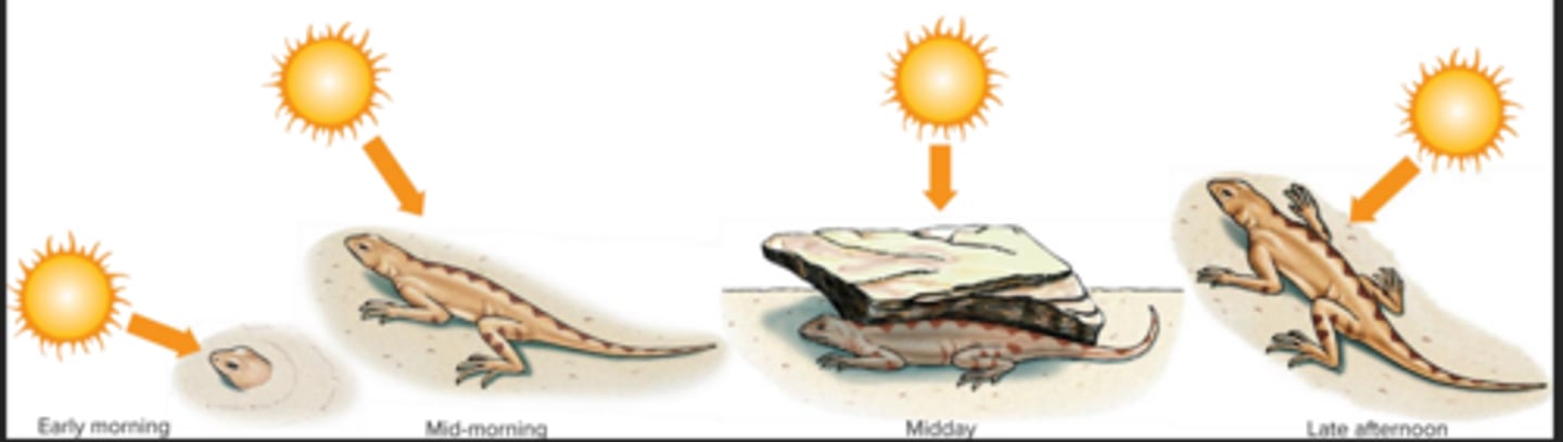 <p>seek areas in environment where temperature is favorable for their activites, behavioral adjustments</p>