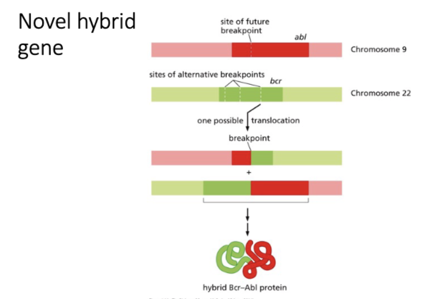 <p>altered gene function</p><p>novel hybrid protein - BcrAbl (kinase)</p>