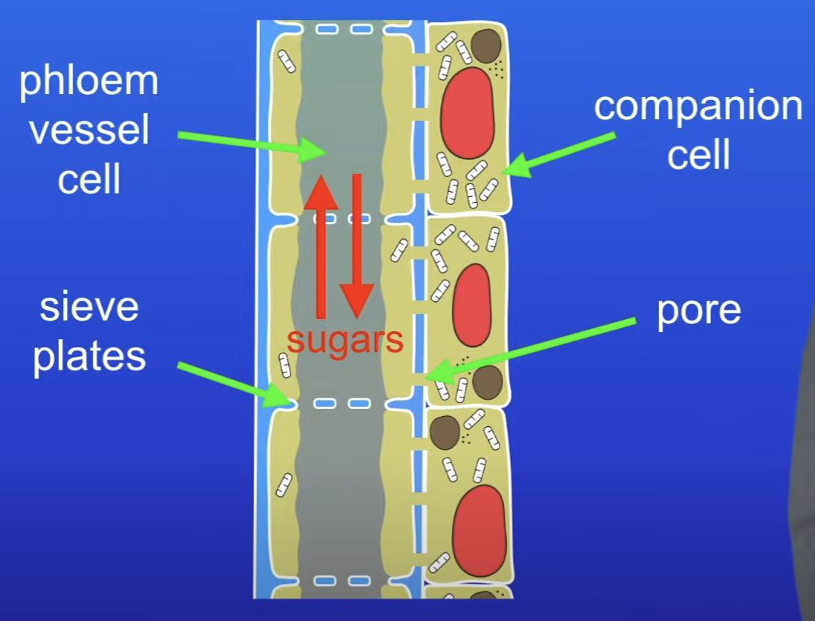 <p><span>Phloem tubes carry dissolved sugars up + down the plant</span></p>