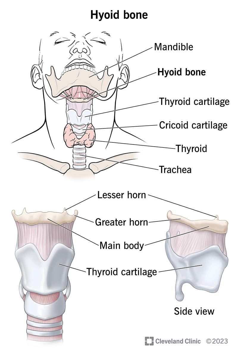 <p>U-shaped bone at the base of the tongue that supports the tongue and its muscles.</p>
