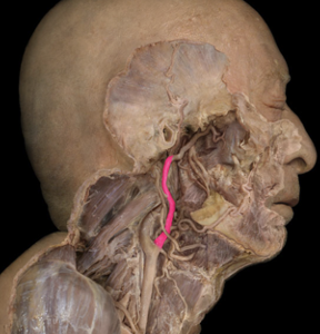 <p>supplies to the face</p>