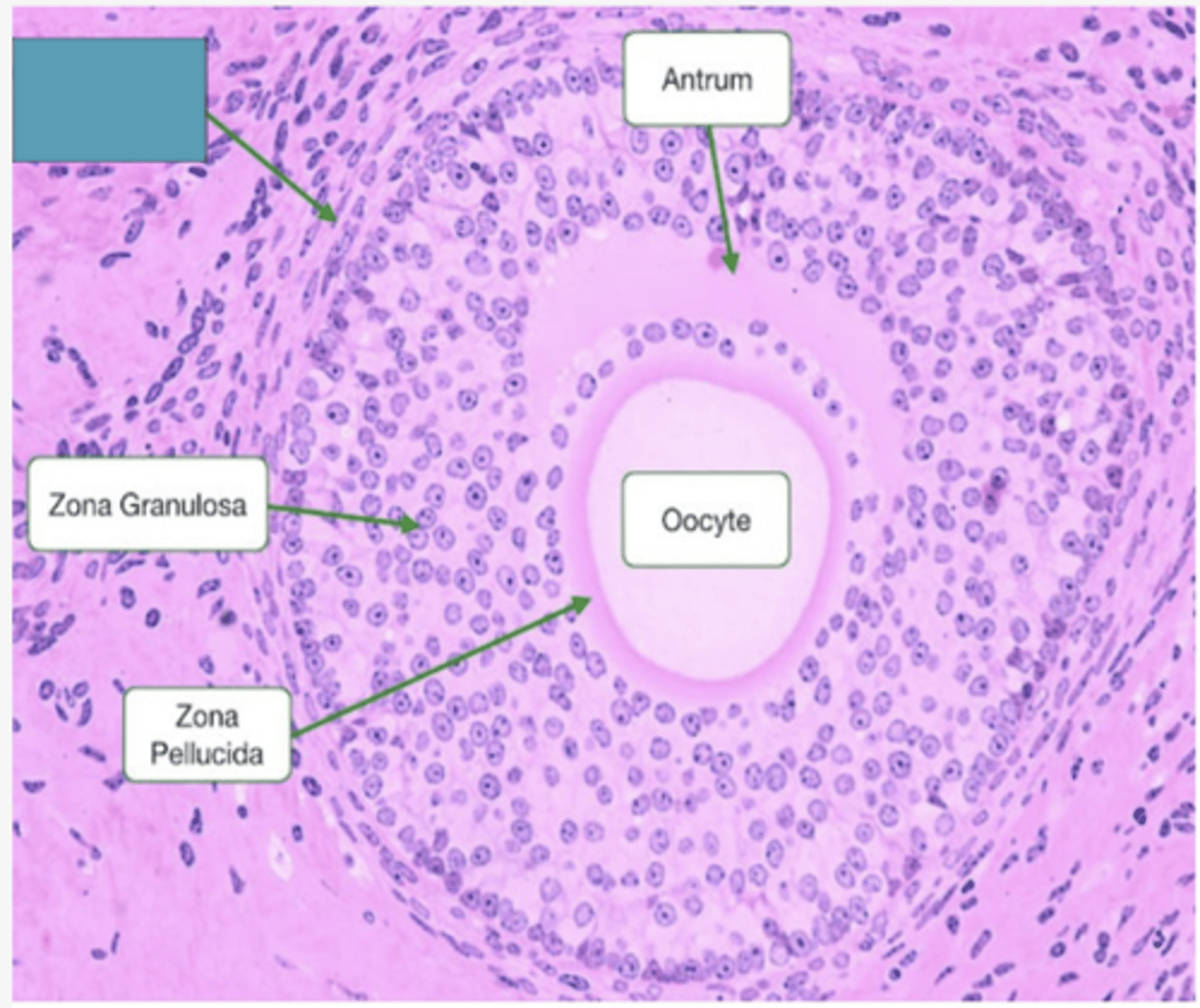 <p>Identify the layer</p>