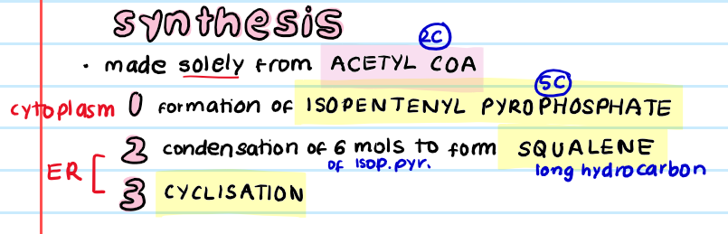 <p>made from acetyl CoA </p><p><strong>cytoplasm</strong></p><ol><li><p>formation of <strong>isopentenyl pyrophoshate</strong></p></li></ol><p><strong>ER</strong></p><ol start="2"><li><p>condensation of 6 molecules of IP to form <strong>squalene</strong></p></li><li><p>cyclisation</p></li></ol>