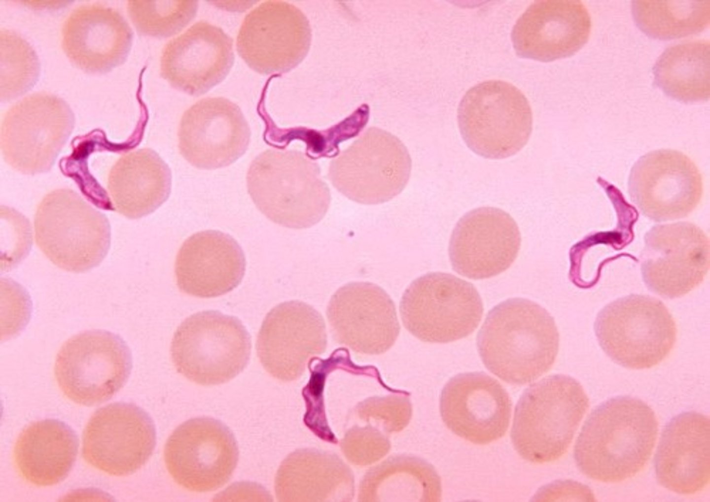 <p>parasitic and free-living</p><p>at least one flagellum</p>
