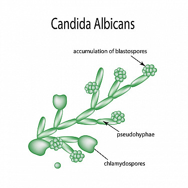 <p>Candida virulence factors - name 3</p>