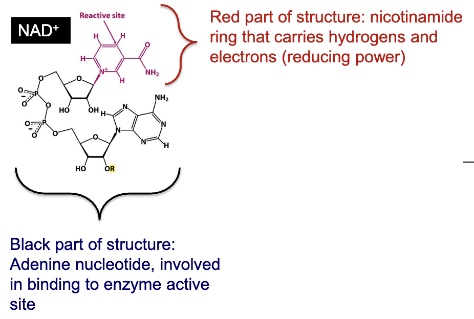 <p>NADH and NADPH are “reducing power” forms of useful energy:</p><ul><li><p>Activated carrier</p></li></ul><ul><li><p>R= H→ nicotinamide adenine dinucleotide (NAD<sup>+</sup>)→ catabolism and energy production</p></li><li><p>R= phosphate→ nicotinamide adenine dinucleotide phosphate (NADP<sup>+</sup>)→ reducing power for biosynthesis</p></li></ul><ul><li><p>Contains an adenine nucleotide involved in binding to enzyme active site and a nicotinamide ring that carries hydrogens and electrons (reducting power)</p></li><li><p>Serve as two electron acceptors in oxidation-reduction reactions</p></li><li><p>Enzymes that catalyze these reactions and that use NAD<sup>+</sup> or NADP<sup>+</sup> as a coenzyme are called “dehydrogenases” or “oxidoreductases”</p></li><li><p>Vitamin→ Nicotinic acid</p></li><li><p>Coenzyme→ Nicotinamide adenine dinucleotide (NAD<sup>+</sup>)</p></li><li><p>Typical reaction type→ Oxidation-reduction</p></li><li><p>Consequences of deficiency→ Pellagra (dermatitis, depression, diarrhea)</p></li></ul><p></p>