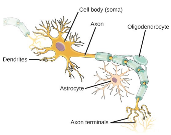 <ul><li><p class=""><strong>Cell body (soma):</strong> Large structure with central nucleus</p></li><li><p class=""><strong>Dendrites:</strong> Receive inputs from other neurones</p></li><li><p class=""><strong>Axons:</strong> Transmit impulses away from the cell body</p></li><li><p class=""><strong>Axon terminals:</strong> Form synapses with other neurones</p></li></ul><p></p>