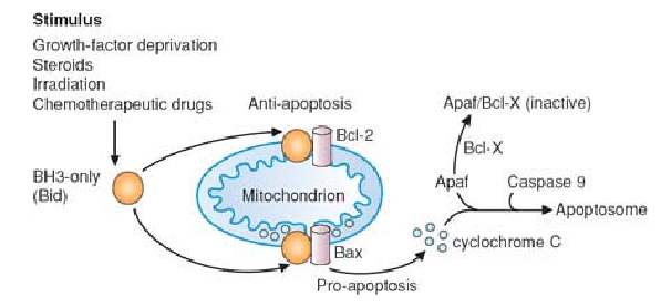 <ul><li><p>regulated by ratio of pro/anti- apoptosis factors</p></li><li><p>Bid combines with Bax (stabilization) = cytochrome C release</p></li><li><p>Bcl-2 sequesters Bid away from Bax </p></li></ul><p></p>
