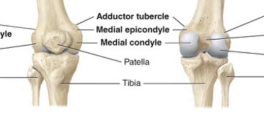 <p>Epicondyle</p>