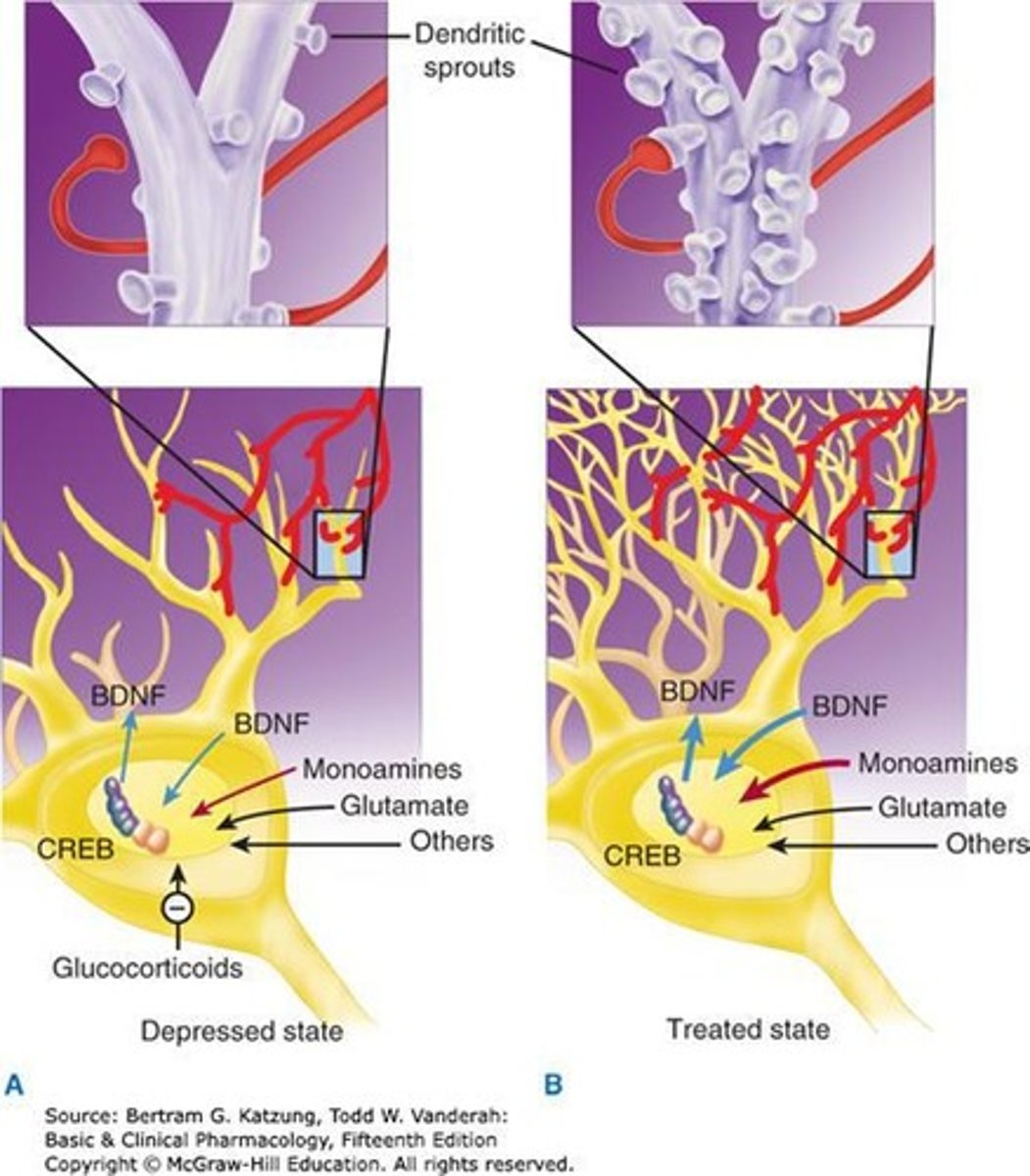 <p>Decreased neurotrophic factors are linked to reduced neuronal survival, contributing to the pathology of MDD.</p>