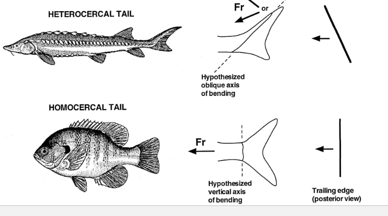 <p>heterocercal to homocercal: <span><span>difference is</span></span></p><p><span><span>that the axis of thrust changes from being non-vertical to</span></span></p><p><span><span>vertical </span></span></p><ul><li><p><span><span>for a fish that's relying upon being fast</span></span></p></li></ul><p><span><span>and mobile and flexible, it needs to be able to move into and</span></span></p><p><span><span>out of situations quickly, and that homocircle tail combined</span></span></p><p><span><span>with the shape of the pectoral fins and the pelvic fins</span></span></p><p><span><span>gave it the ability to navigate in a more interactive way</span></span></p><p><span><span>through the water column and provided adaptive opportunities.</span></span></p>
