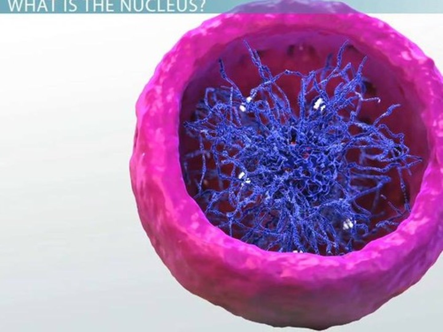 <p>Contains most cell genes, enclosed by nuclear envelope.</p>