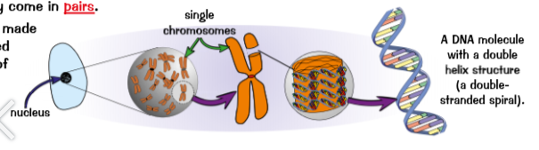 <p>A chromosome is a long DNA molecule with part the genetic material of an organism</p>