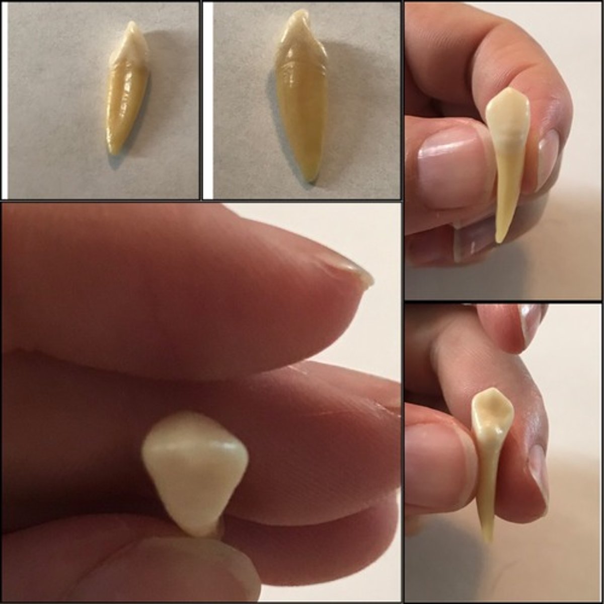 <p>What tooth is this ?</p>