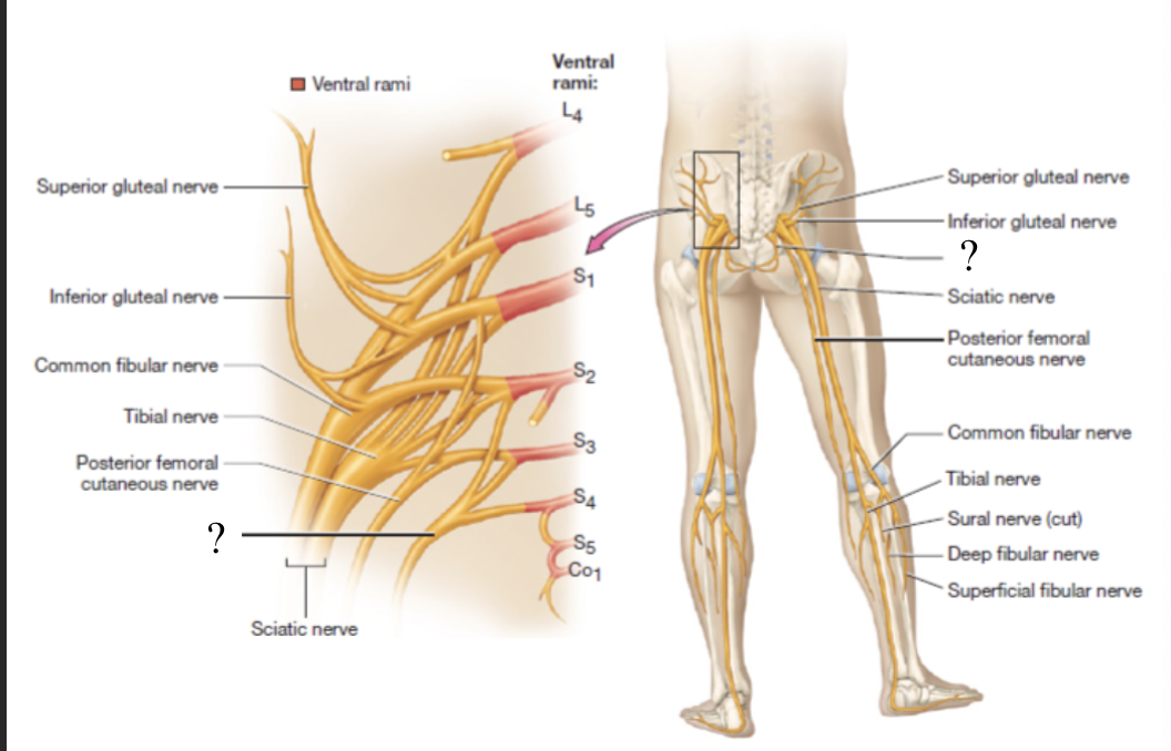 <p>innervates the muscle of the pelvic floor, anogenital sphincters, and provides sensory innervation to the genitalia</p><ul><li><p>located traveling medially towards the anus and genitals</p></li></ul><p></p>