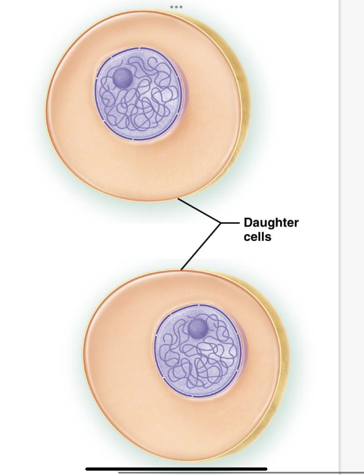 <p>What is Cytokinesis?</p>