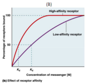 <p>high-affinity receptors reach receptor saturation at a faster rate </p>