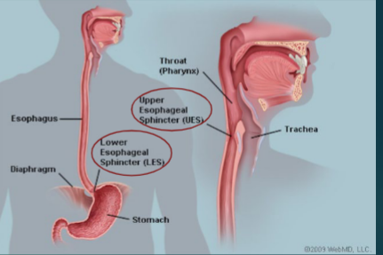 <p>Esophagus</p><ul><li><p>Hollow __________ tube (25-27 cm long)</p></li><li><p>1/3 _________ and 2/3 __________ muscle</p></li><li><p><strong>Upper esophageal sphincter (_____________ muscle)</strong></p><ul><li><p>Prevents entry of ____ into the esophagus during respiration</p></li></ul></li><li><p><strong>Lower esophageal sphincter (LES)</strong></p><ul><li><p>Prevents ______________ from the stomach</p></li></ul></li></ul><p></p>